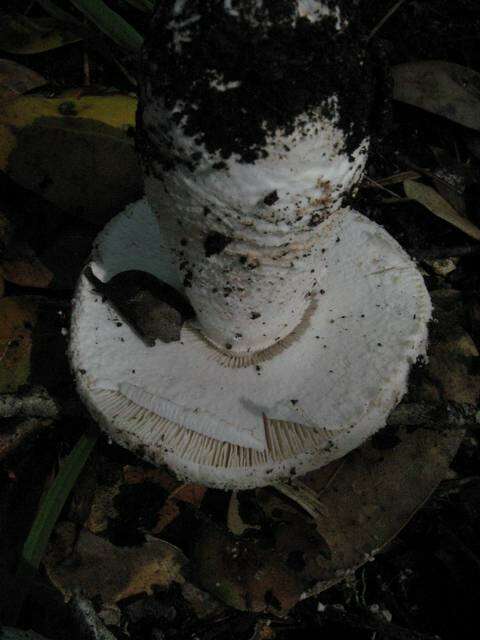 Image of Amanita novinupta Tulloss & J. Lindgr. 1994