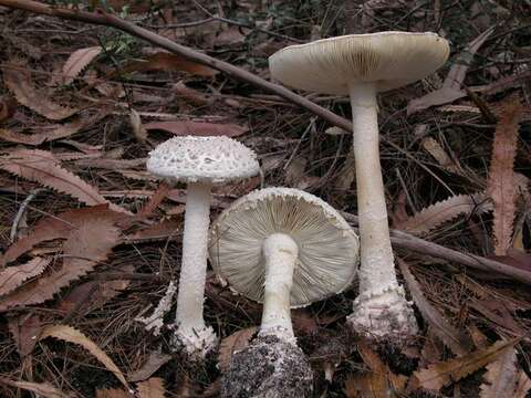 Image of Amanita ananiceps (Berk.) Sacc. 1887