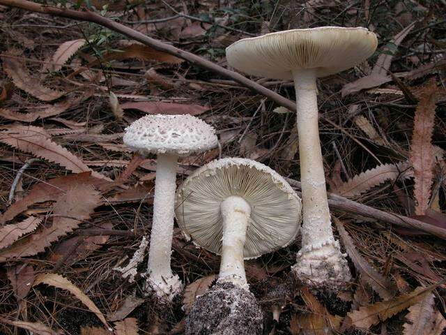 Image of Amanita ananiceps (Berk.) Sacc. 1887