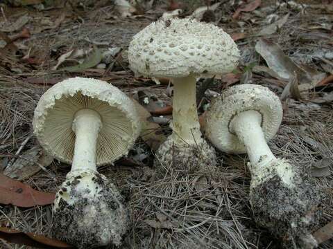 Image of Amanita ananiceps (Berk.) Sacc. 1887