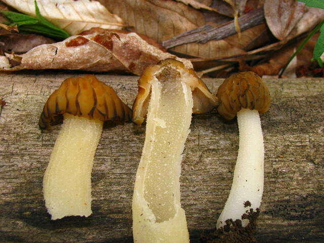 Image of Morchella punctipes Peck 1903