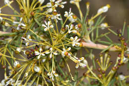 Image de Grevillea hortiorum