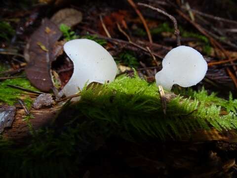 Image of Pseudohydnum