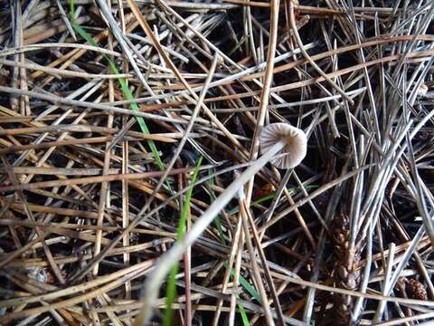 Mycena capillaripes Peck 1888 resmi