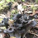 Image of Craterellus calicornucopioides D. Arora & J. L. Frank 2015