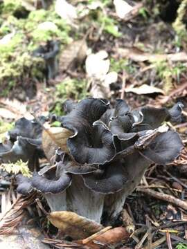 Image of Craterellus