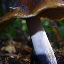 Image of Cortinarius seidliae Ammirati, Niskanen & Liimat. 2015