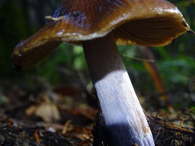 Image of Cortinarius seidliae Ammirati, Niskanen & Liimat. 2015