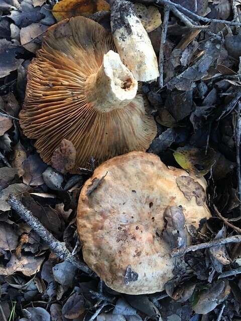 Слика од Lactarius argillaceifolius Hesler & A. H. Sm. 1979