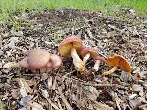 Imagem de Gymnopilus