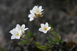 Image de Myosotis eximia Petrie