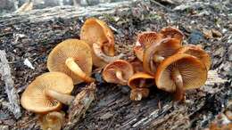 Image of Galerina