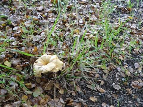 Image of Lactarius alnicola A. H. Sm. 1960