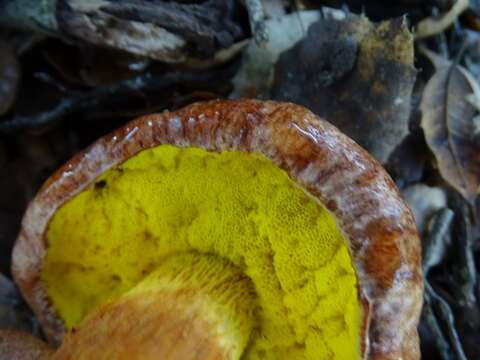 Image of Aureoboletus flaviporus (Earle) Klofac 2010