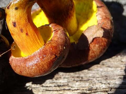 Plancia ëd Aureoboletus flaviporus (Earle) Klofac 2010