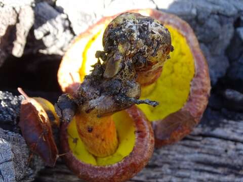 Image of Aureoboletus flaviporus (Earle) Klofac 2010