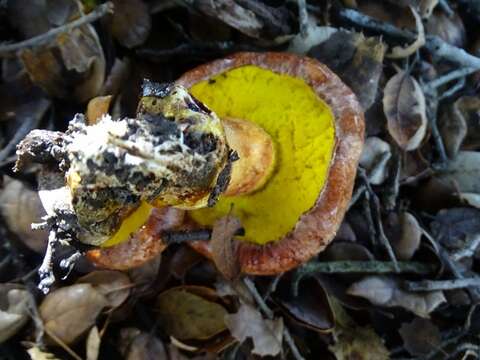 Image of Aureoboletus flaviporus (Earle) Klofac 2010