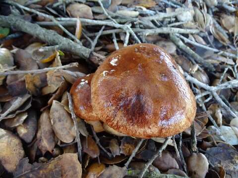 Image of Aureoboletus flaviporus (Earle) Klofac 2010