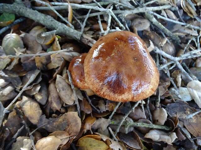 Plancia ëd Aureoboletus flaviporus (Earle) Klofac 2010