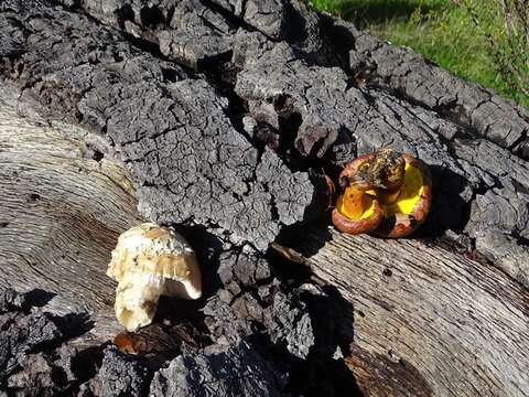 Image of Aureoboletus flaviporus (Earle) Klofac 2010