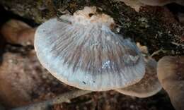 Слика од Leiotrametes