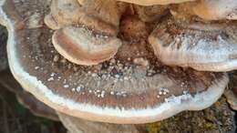 Слика од Leiotrametes