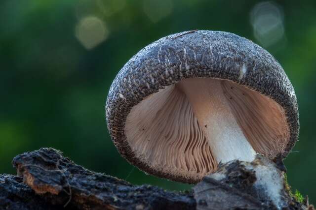 Volvariella Media Encyclopedia Of Life