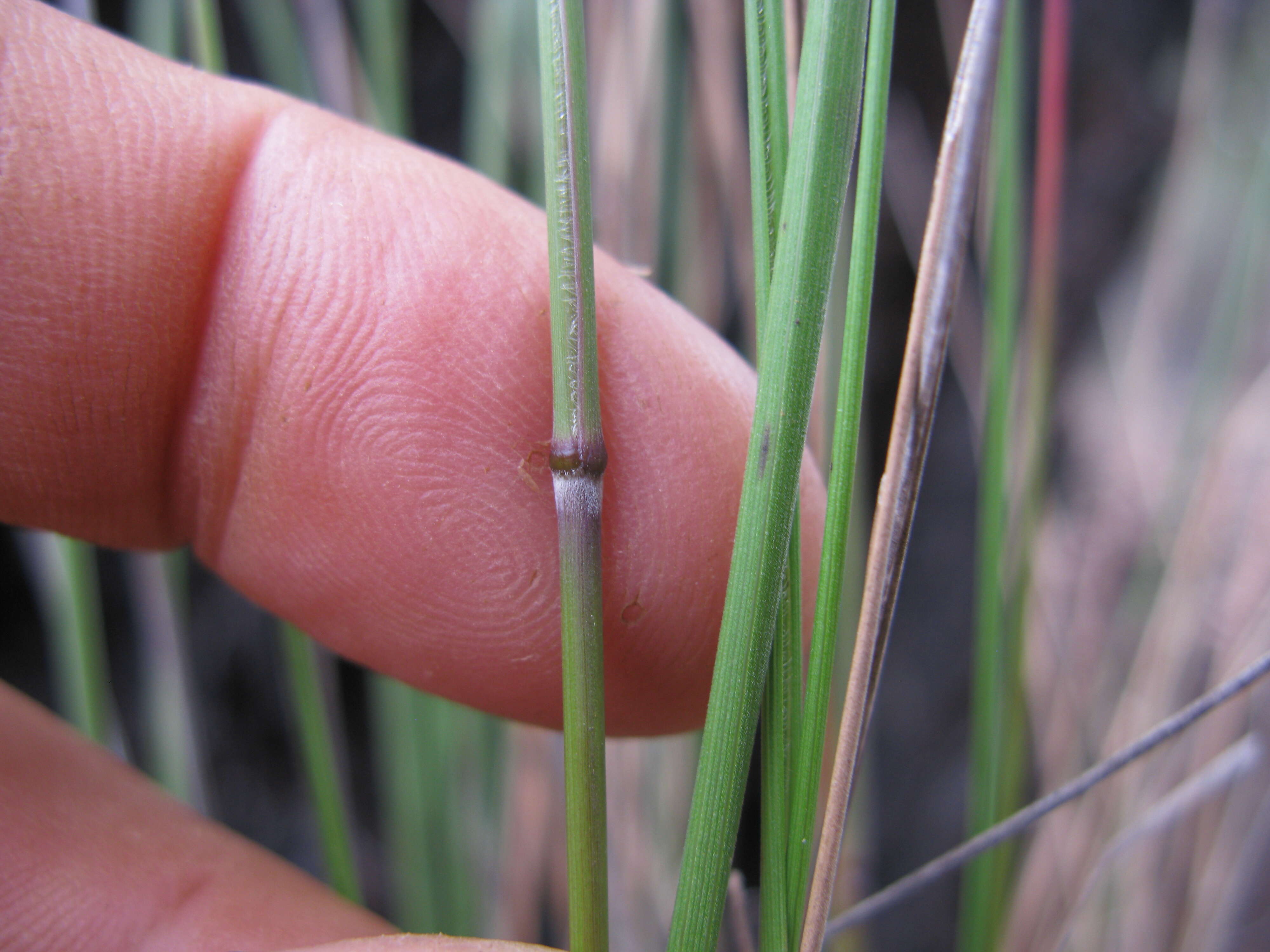 Image of Austrostipa nodosa (S. T. Blake) S. W. L. Jacobs & J. Everett