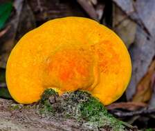 Image of Trametes