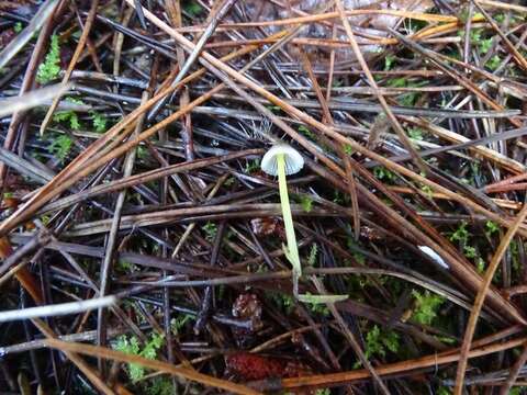 Image of Mycena