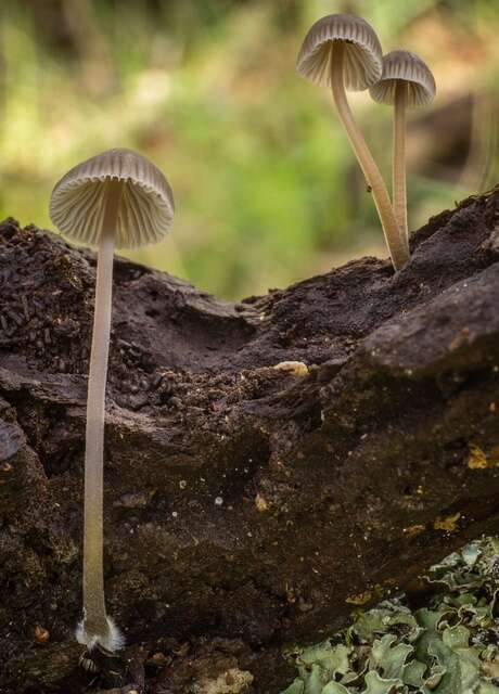 Imagem de Mycena leptocephala (Pers.) Gillet 1876