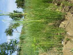 Image of Marsh Horsetail