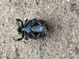 Image of figeater beetle