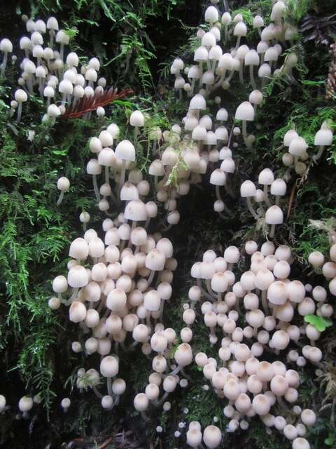 Image of Coprinellus