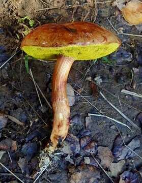 Image of Aureoboletus flaviporus (Earle) Klofac 2010