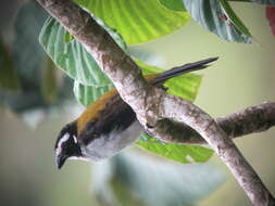 Image of Black-winged Saltator