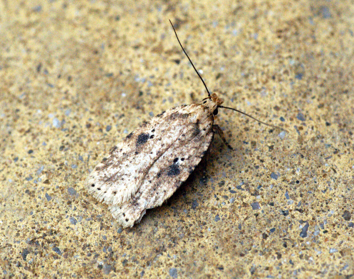 Image of Agonopterix arenella Denis & Schiffermüller 1775