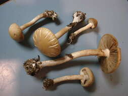 Image de Agrocybe