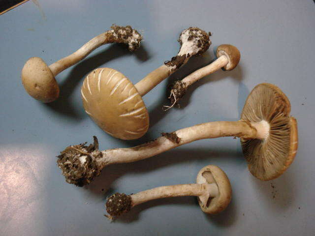 Image de Agrocybe