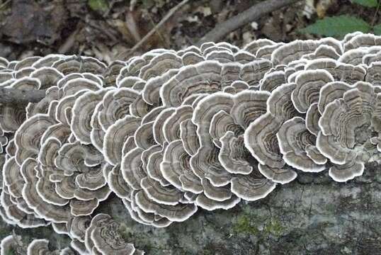 Image of Trametes