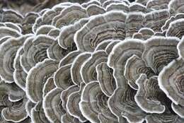 Image of Trametes