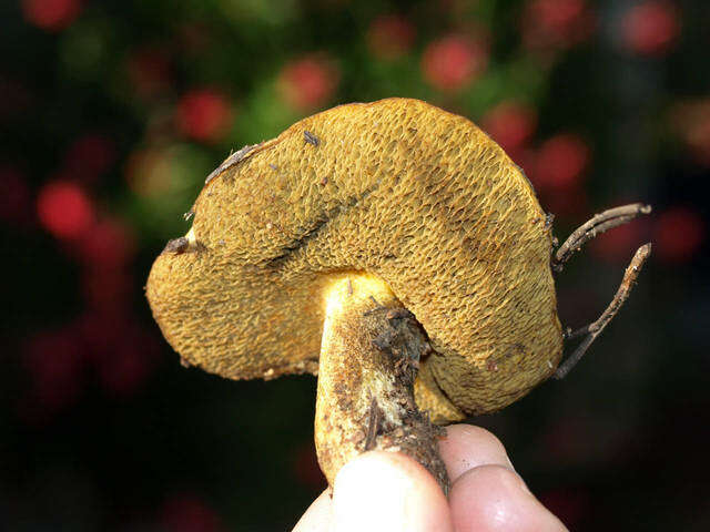 Imagem de Suillus tomentosus Singer 1960