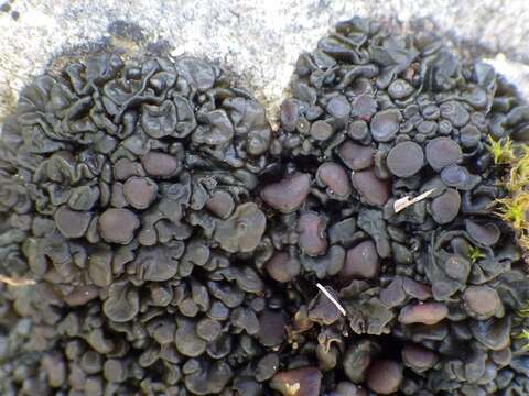 Image of Jelly lichens