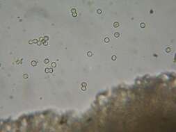 Image of Trichoderma