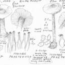 Слика од Inocybe praetervisa Quél. 1883