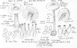 Image of Inocybe praetervisa Quél. 1883