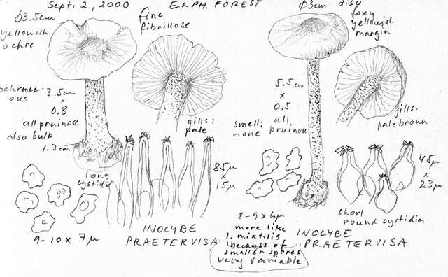 Image of Inocybe praetervisa Quél. 1883