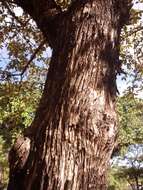 Image of Vitex megapotamica (Spreng.) Moldenke