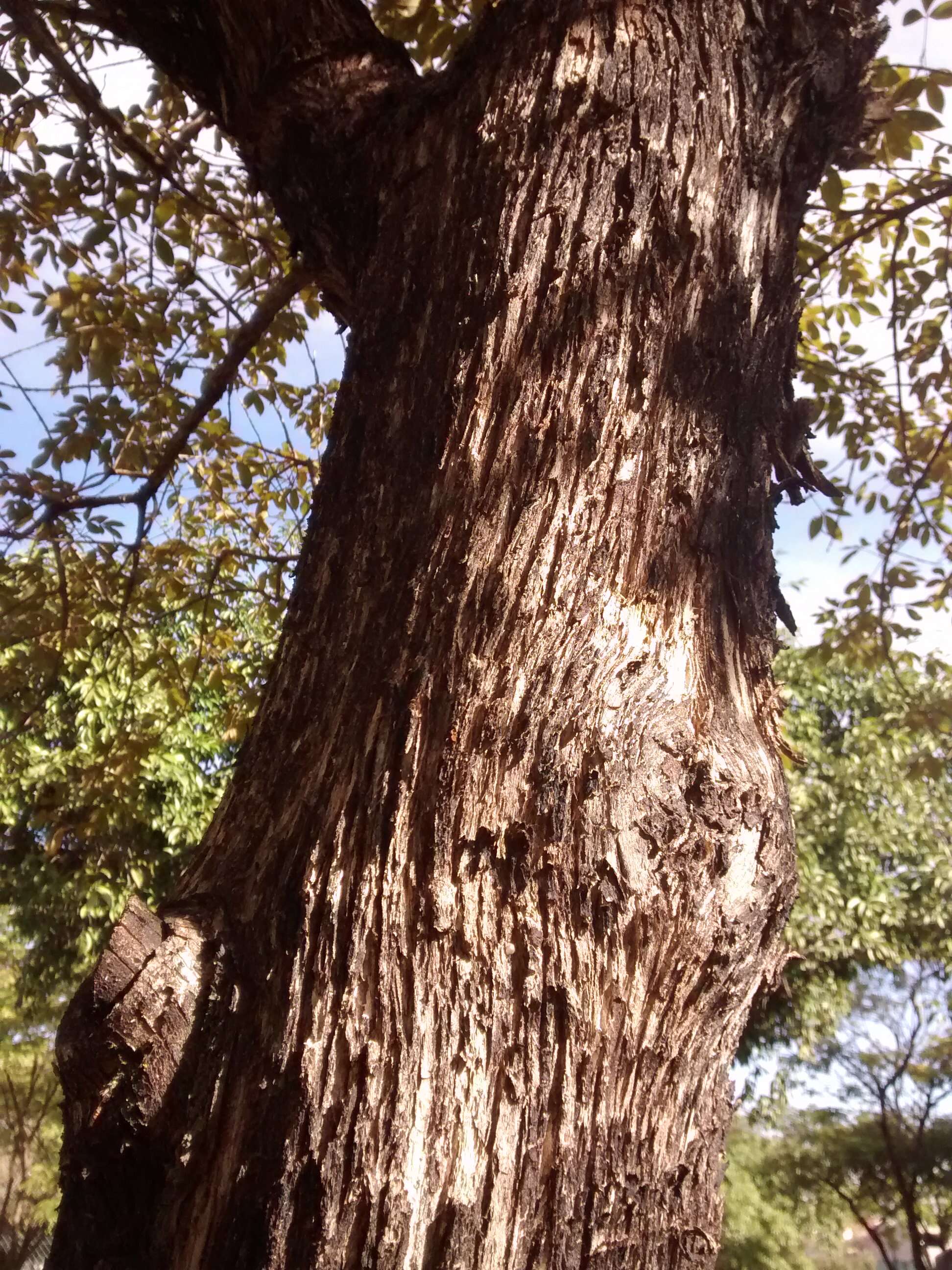 Image of Vitex megapotamica (Spreng.) Moldenke