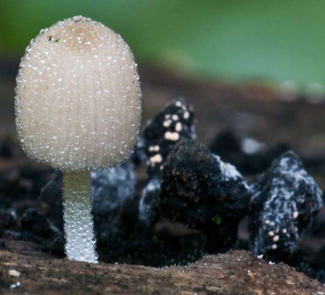 Image of Coprinellus